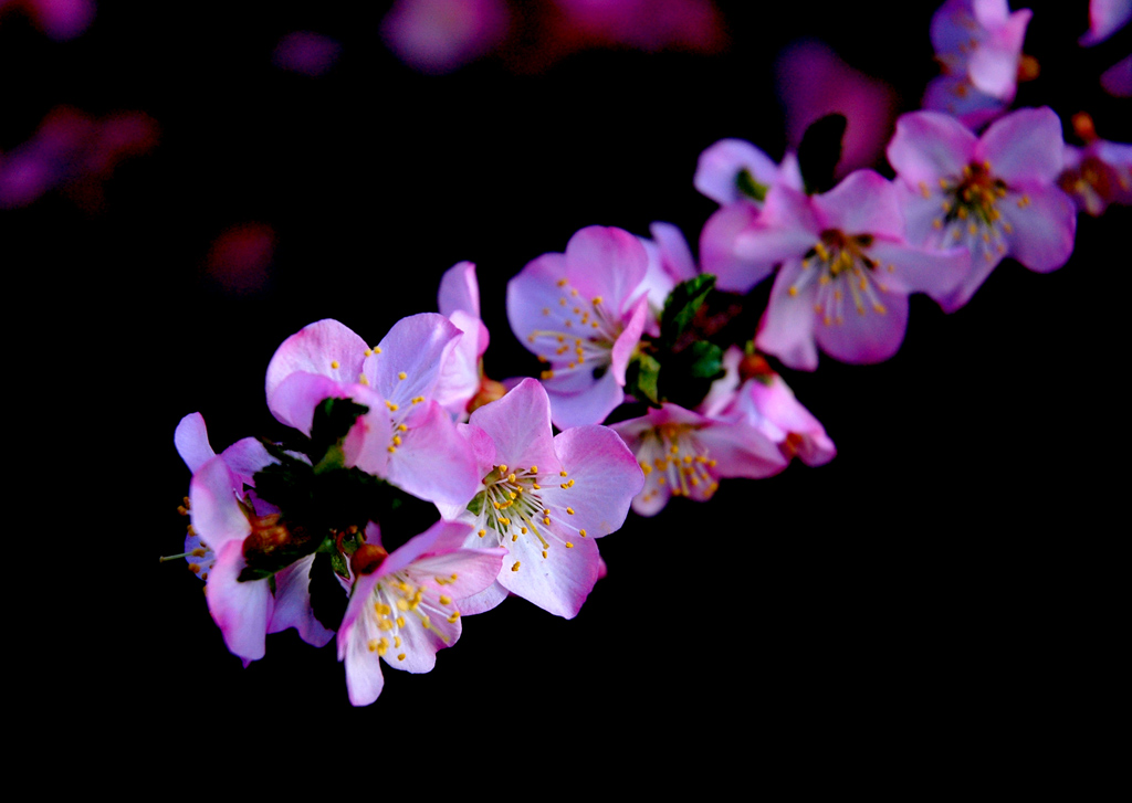 《又见桃花》 摄影 太空