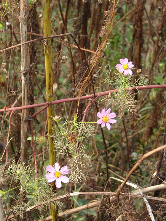 学校写生岛的花儿~ 摄影 日出