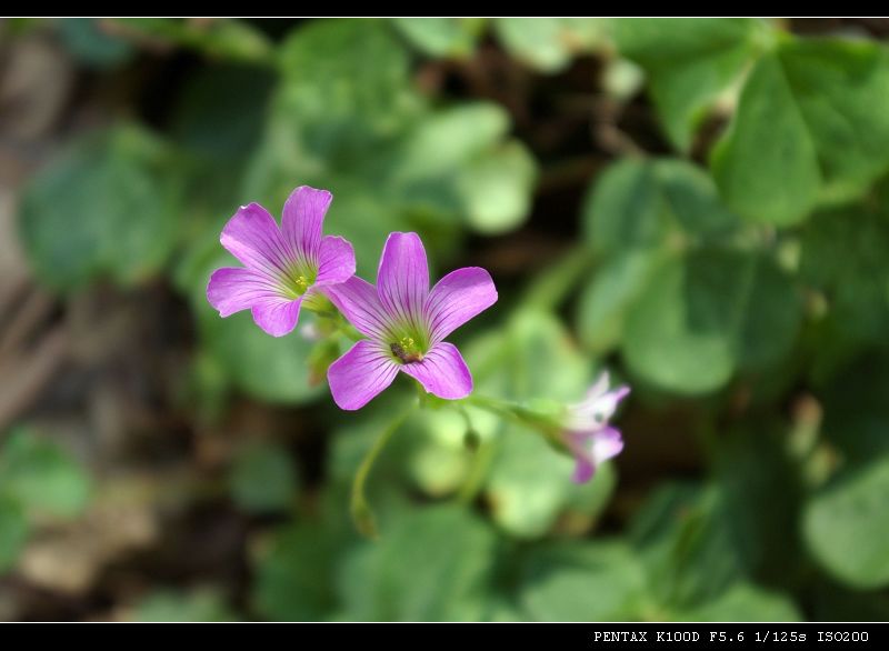 小花 摄影 feifeifofo