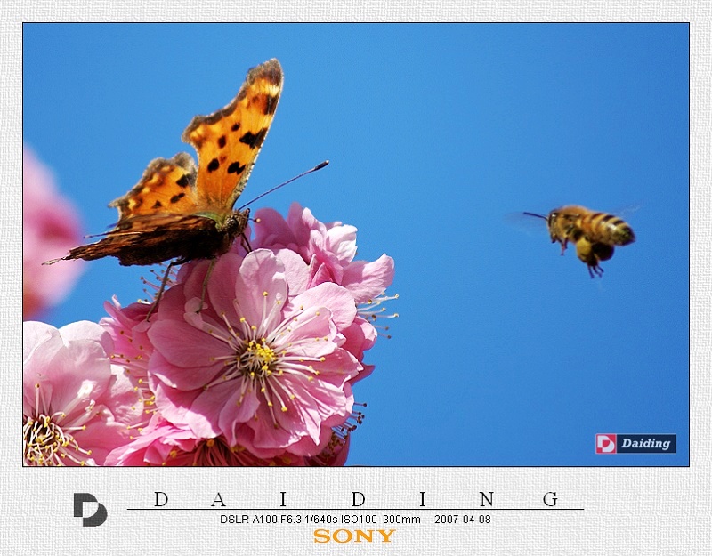 蜜蜂，蝴蝶和花 摄影 daiding