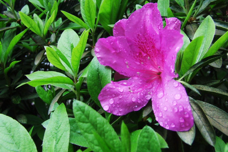 风调雨顺 摄影 小成