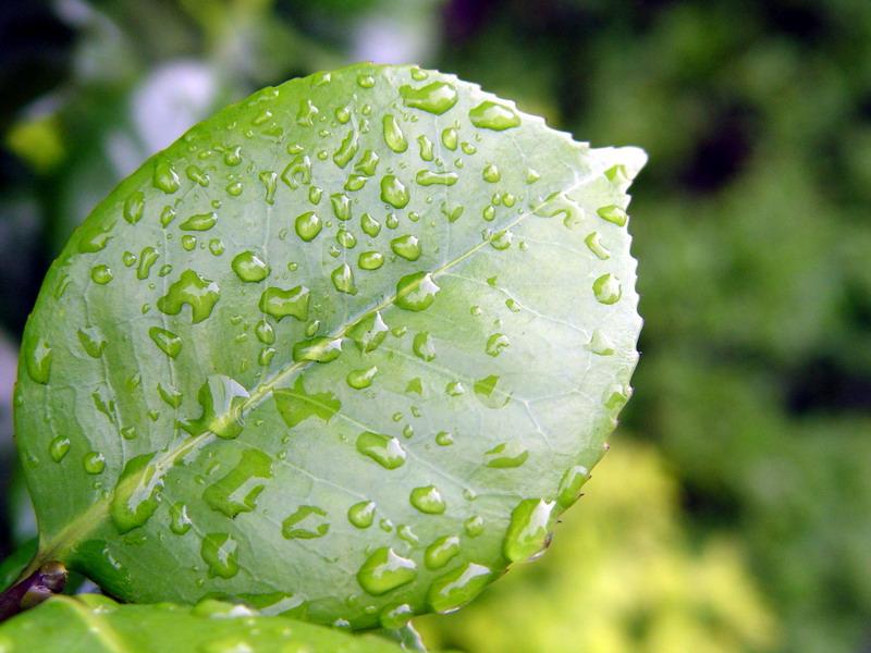 流漾着雨滴珠 摄影 清晨830