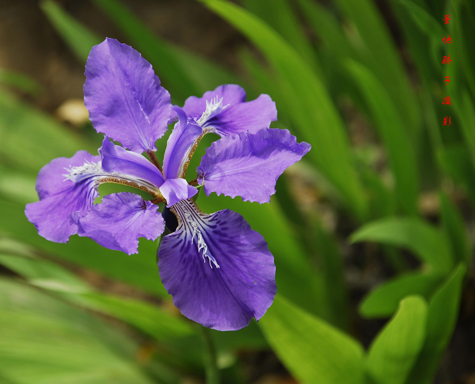 花 摄影 wangyq