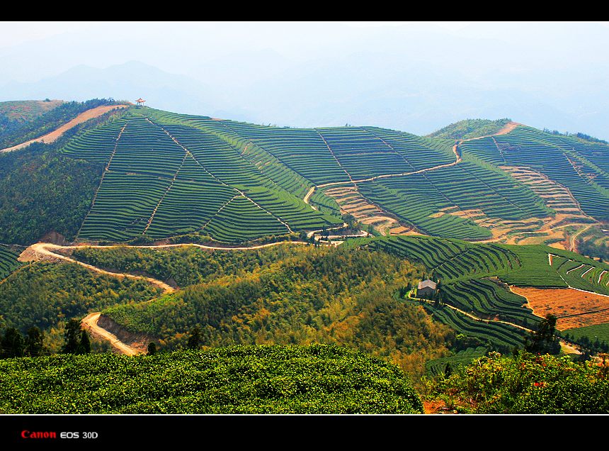 茶园春色 摄影 山林溪水