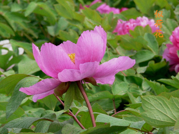 似荷花 摄影 新生