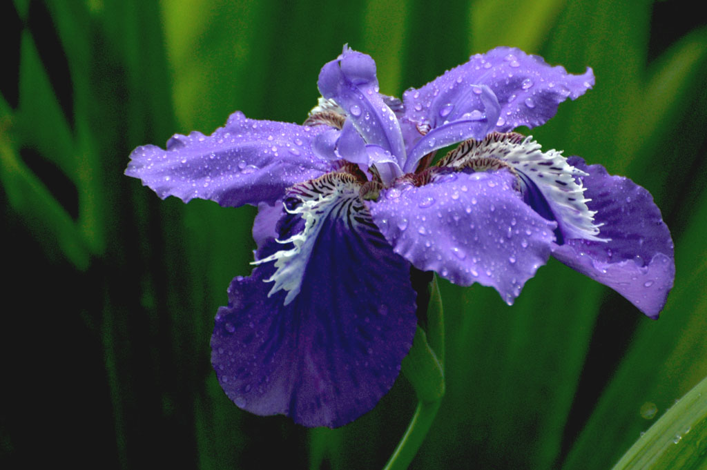 雨后鸢尾花 摄影 岁月物语