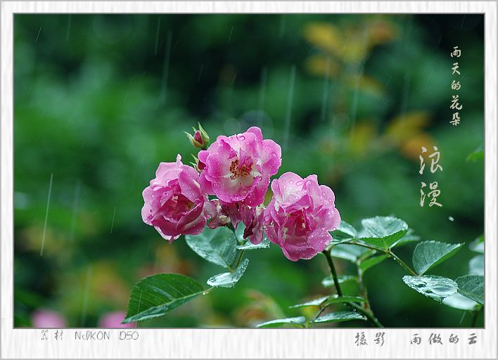 雨天的花朵 摄影 雨做的云