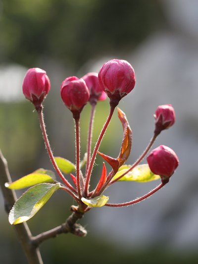 花蕾 摄影 五行之中