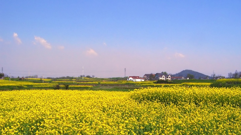 谷里油菜花 摄影 拍得乐