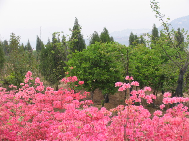 漫山红遍 摄影 rzxxj