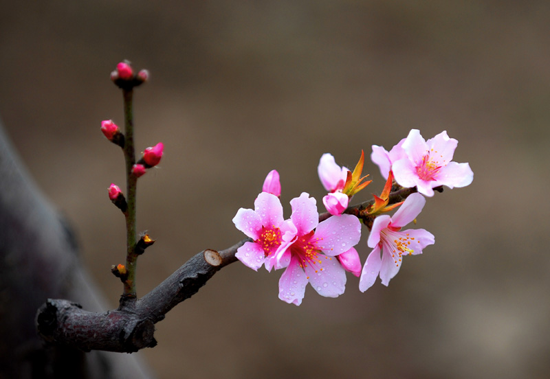 桃花 摄影 jishiyu