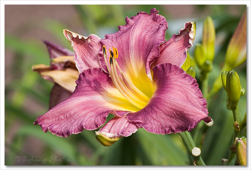 百合花（Lily） 摄影 Bokang