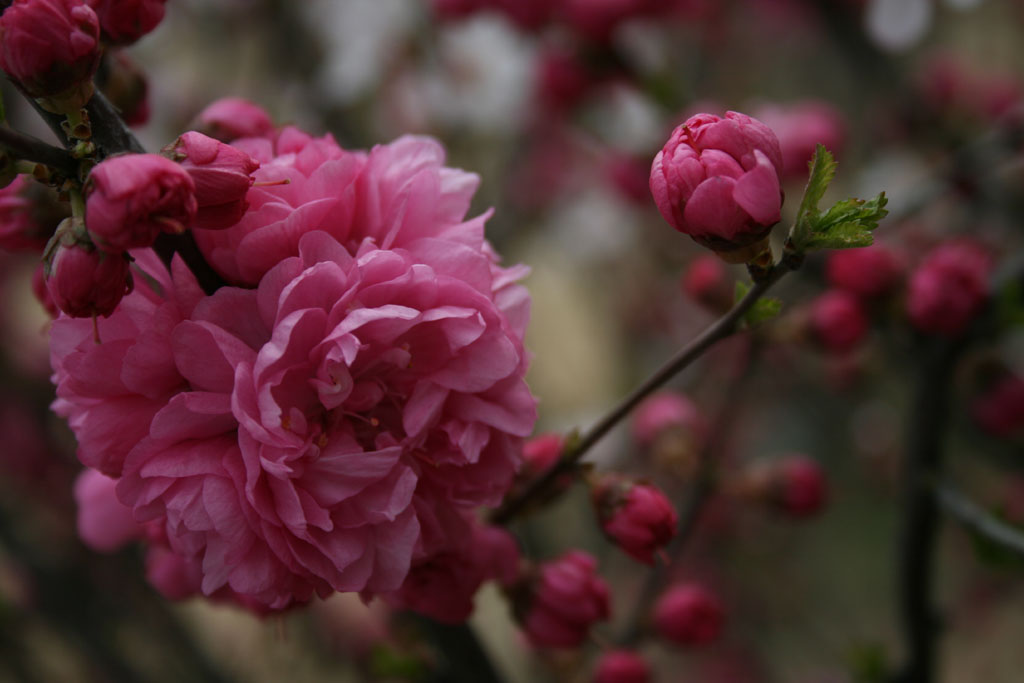 桃花 摄影 yueerwanwan