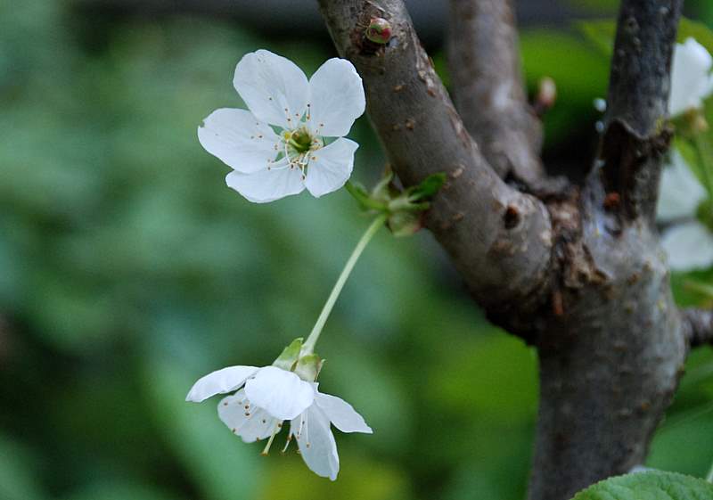 樱花放蕊 摄影 seattle