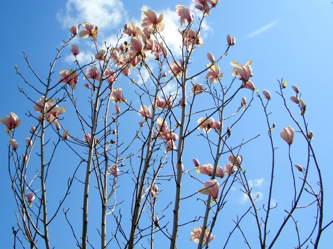 春暖花开（二） 摄影 hudiefei