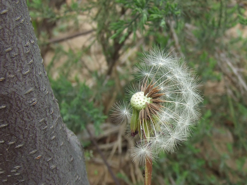 蒲公英 摄影 冰点凌渡