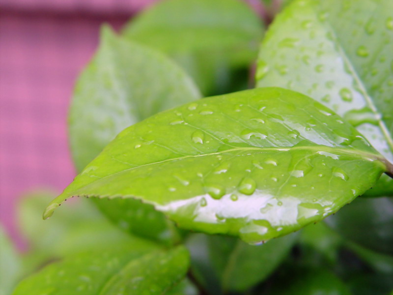 雨后的叶 摄影 清晨830