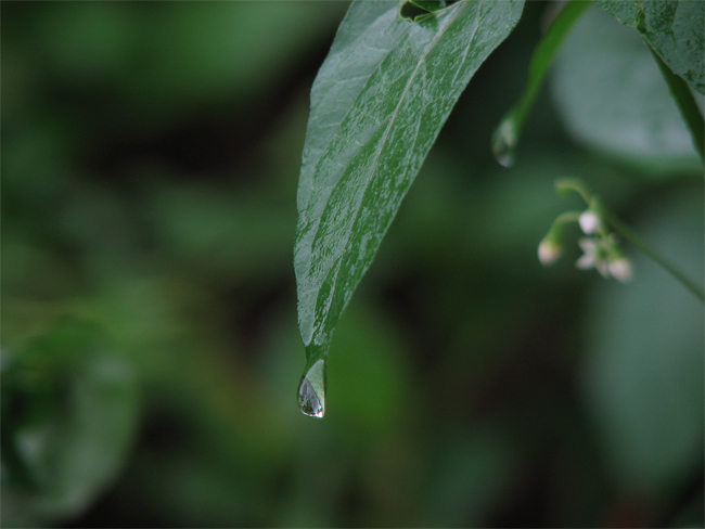 雨露 摄影 乐在棋中