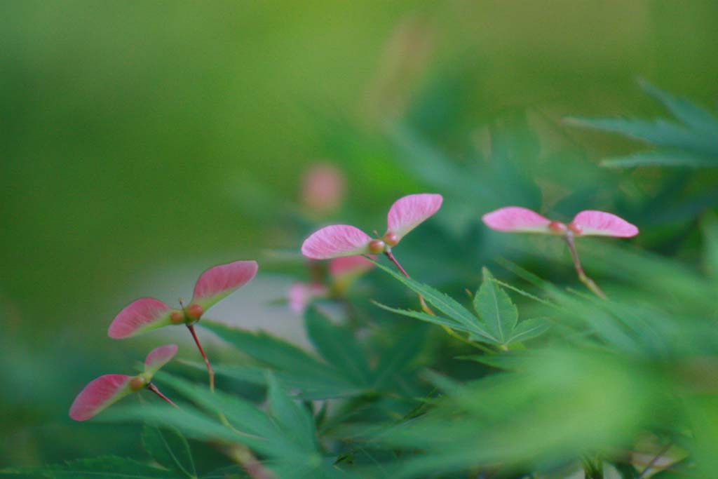 蝶恋2 摄影 虎虎9571