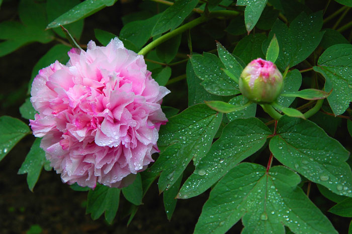 芙蓉国 摄影 丽佳