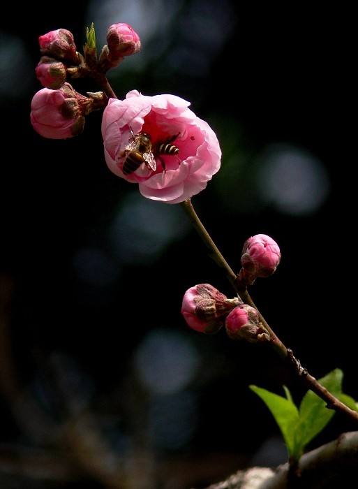 桃花 7 摄影 静野