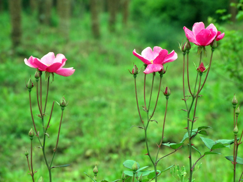 三花行 摄影 山川之间