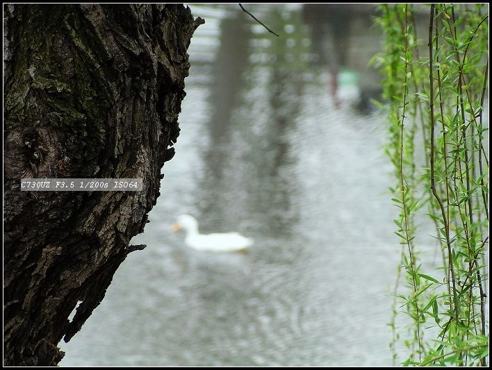 春江水暖 摄影 雨.沙.梦