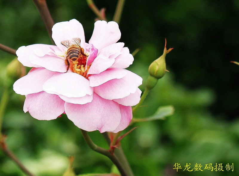 埋头苦干的小蜜蜂 摄影 华龙大哥