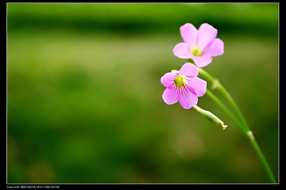 小花 摄影 水过无痕