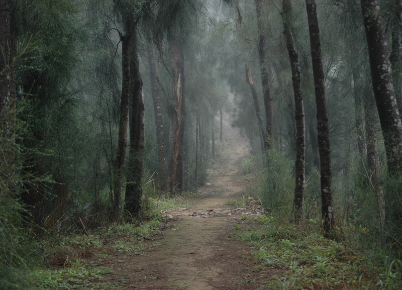 迷雾森林 摄影 雨的叹息