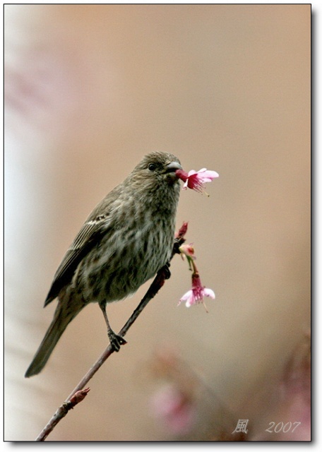 花雀 摄影 成风