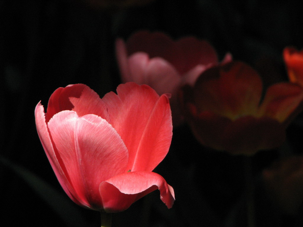 花之魂 摄影 月溪幽兰