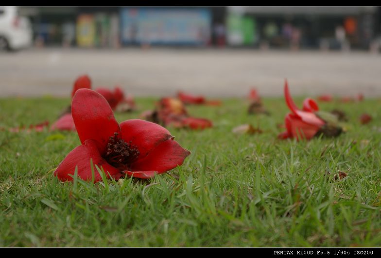 木棉花 摄影 feifeifofo