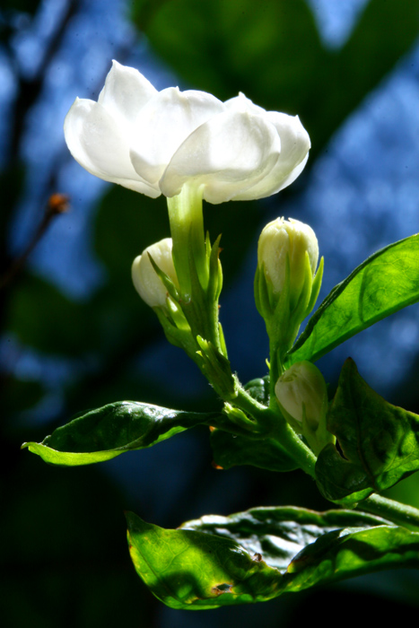 茉莉花 摄影 杨先生