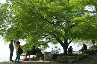 杭州西湖苏堤美景(1) 摄影 桐乡老年大学