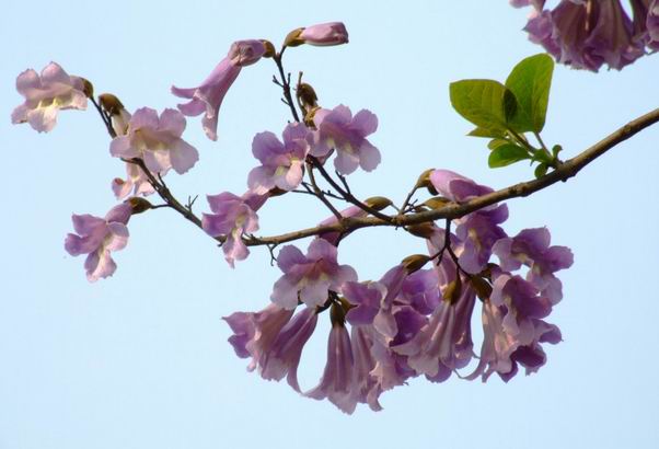 春花 摄影 lichengjun