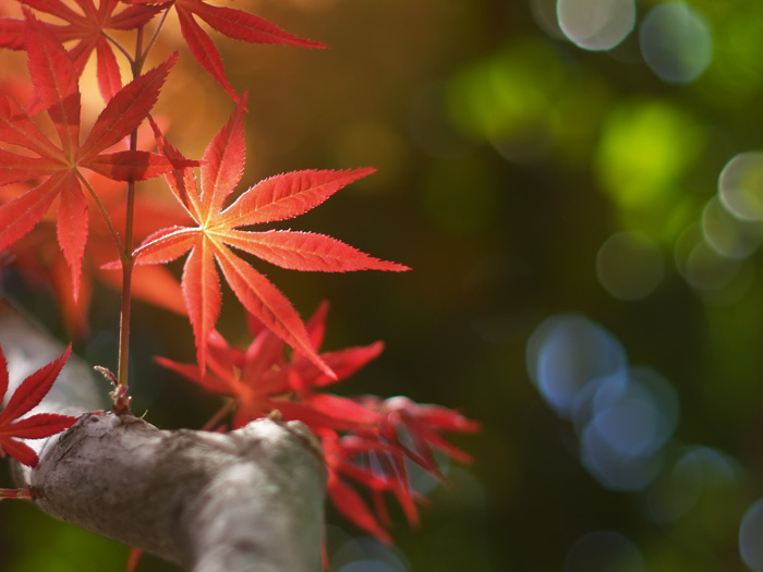 Spring 摄影 竹林私语