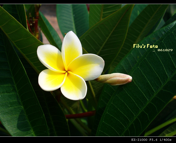 鸡蛋花 摄影 filu