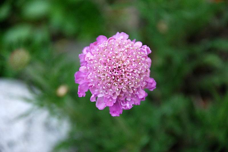 purple blossom 摄影 seattle