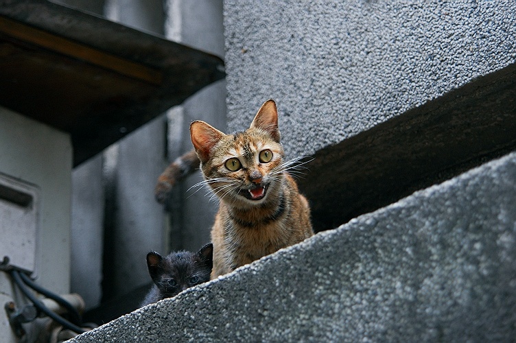 住在天台的流浪猫 摄影 金钩船长