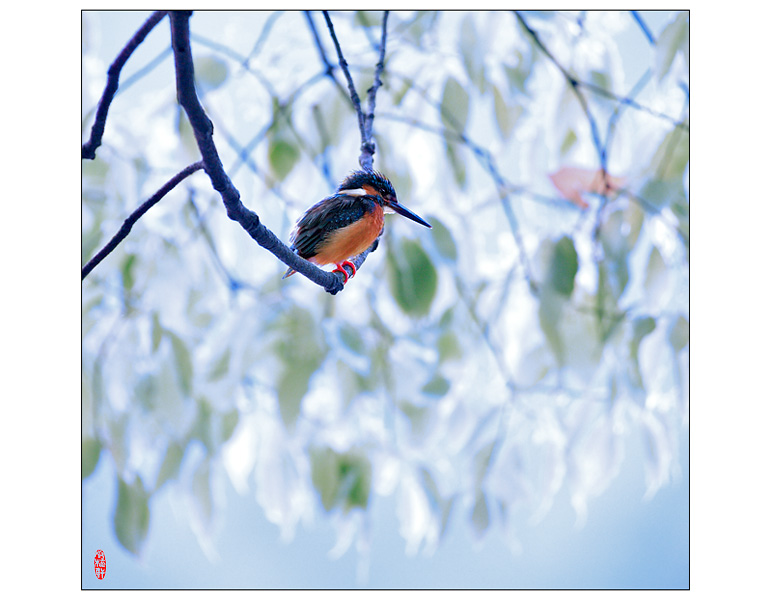 小翠 摄影 pigeon