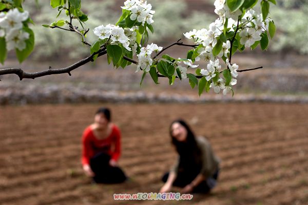 花季 摄影 五行之中