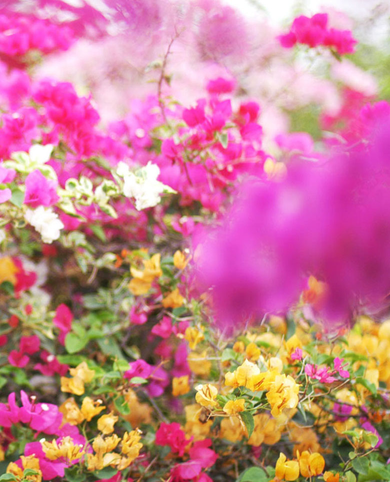 花海 摄影 淡沉浮