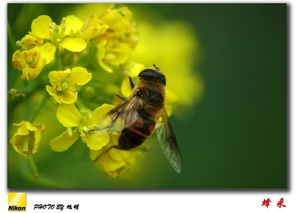 蜂采 摄影 旭明