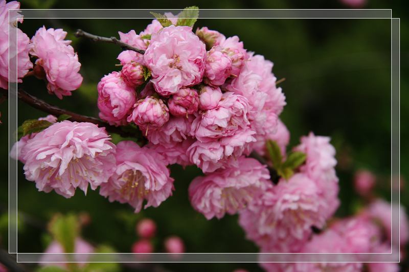 春花 摄影 董永利