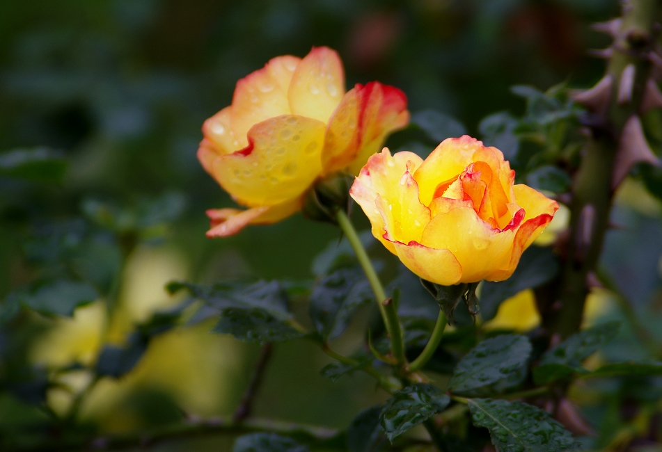 月季花 3 摄影 静野