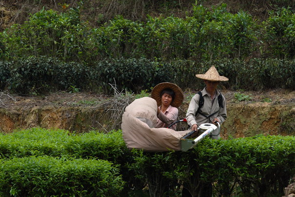 采茶 摄影 明日影星