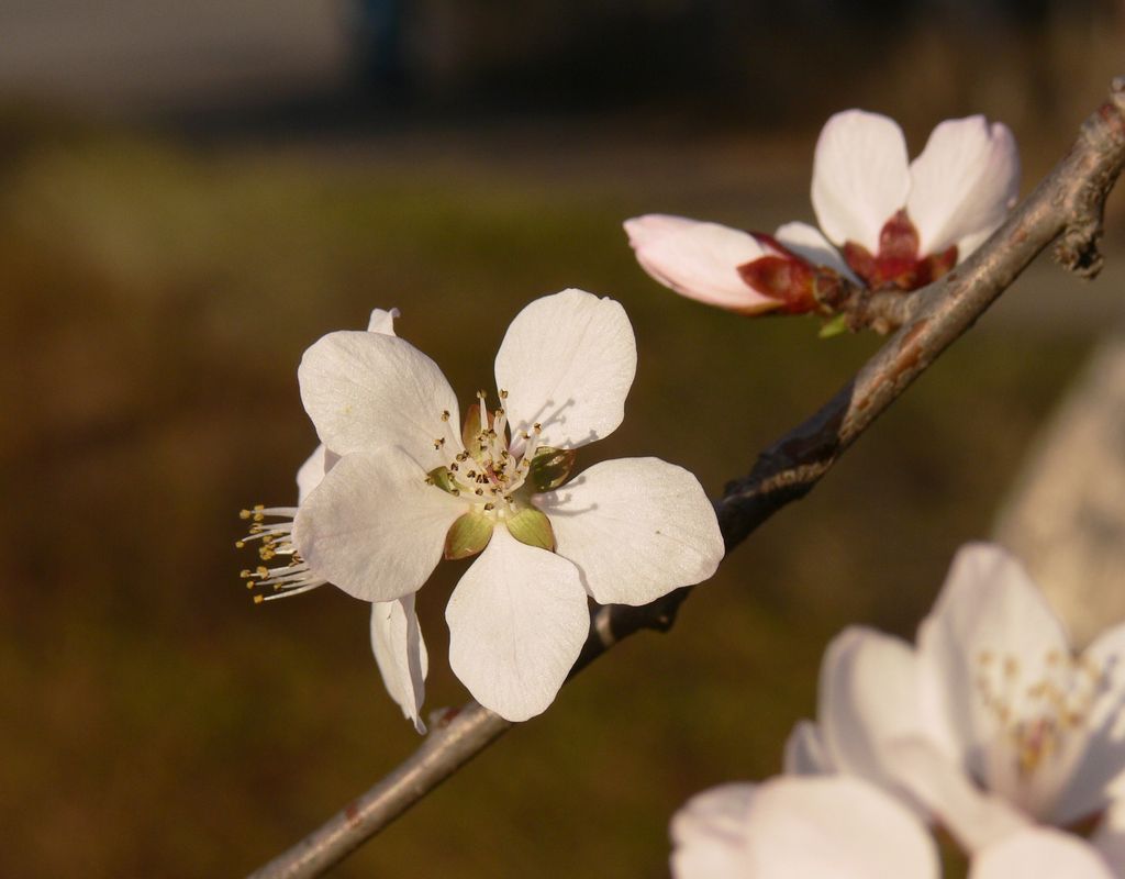 花之韵1 摄影 山草