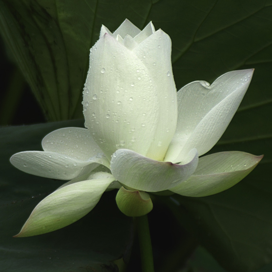 雨后荷美 摄影 易达