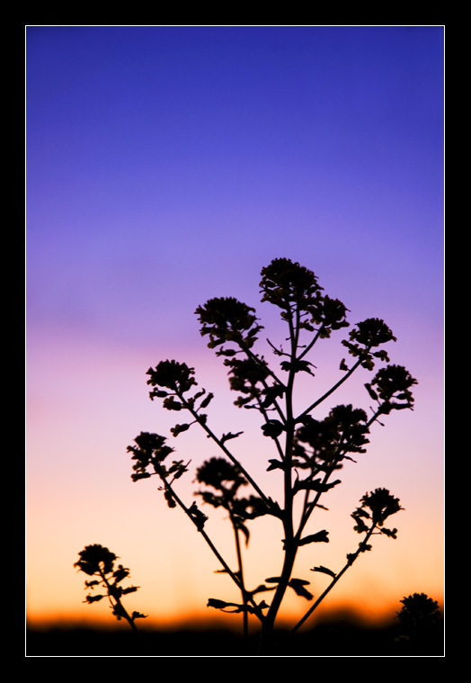 夕阳下的野菊花 摄影 keen